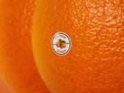 Lirik Lagu West Coast Love - Emotional Oranges (Terjemahan)