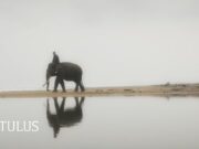 Lirik Lagu Gajah - Tulus